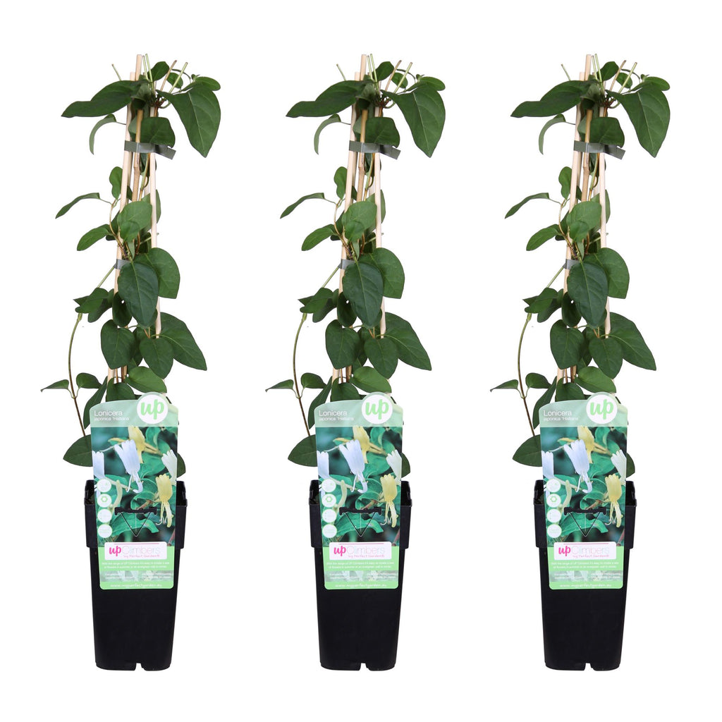 Lonicera japonica 'Halliana' (Japanese honeysuckle) – 3 plants, Ø15 cm, 65 cm high