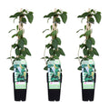 Lonicera japonica 'Halliana' (Japanese honeysuckle) – 3 plants, Ø15 cm, 65 cm high