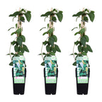 Lonicera japonica 'Halliana' (Japanese honeysuckle) – 3 plants, Ø15 cm, 65 cm high