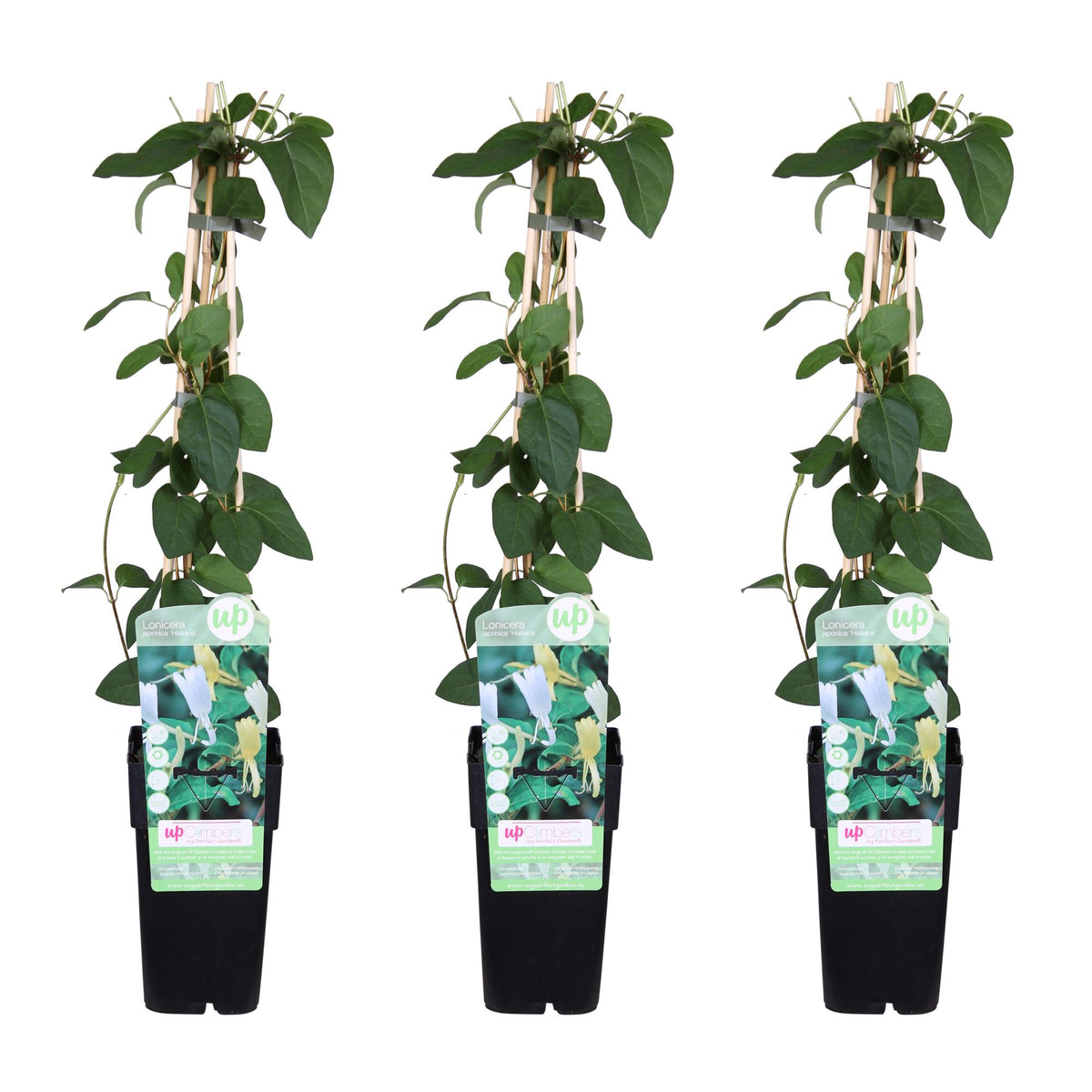 Lonicera japonica 'Halliana' (Japanese honeysuckle) – 3 plants, Ø15 cm, 65 cm high