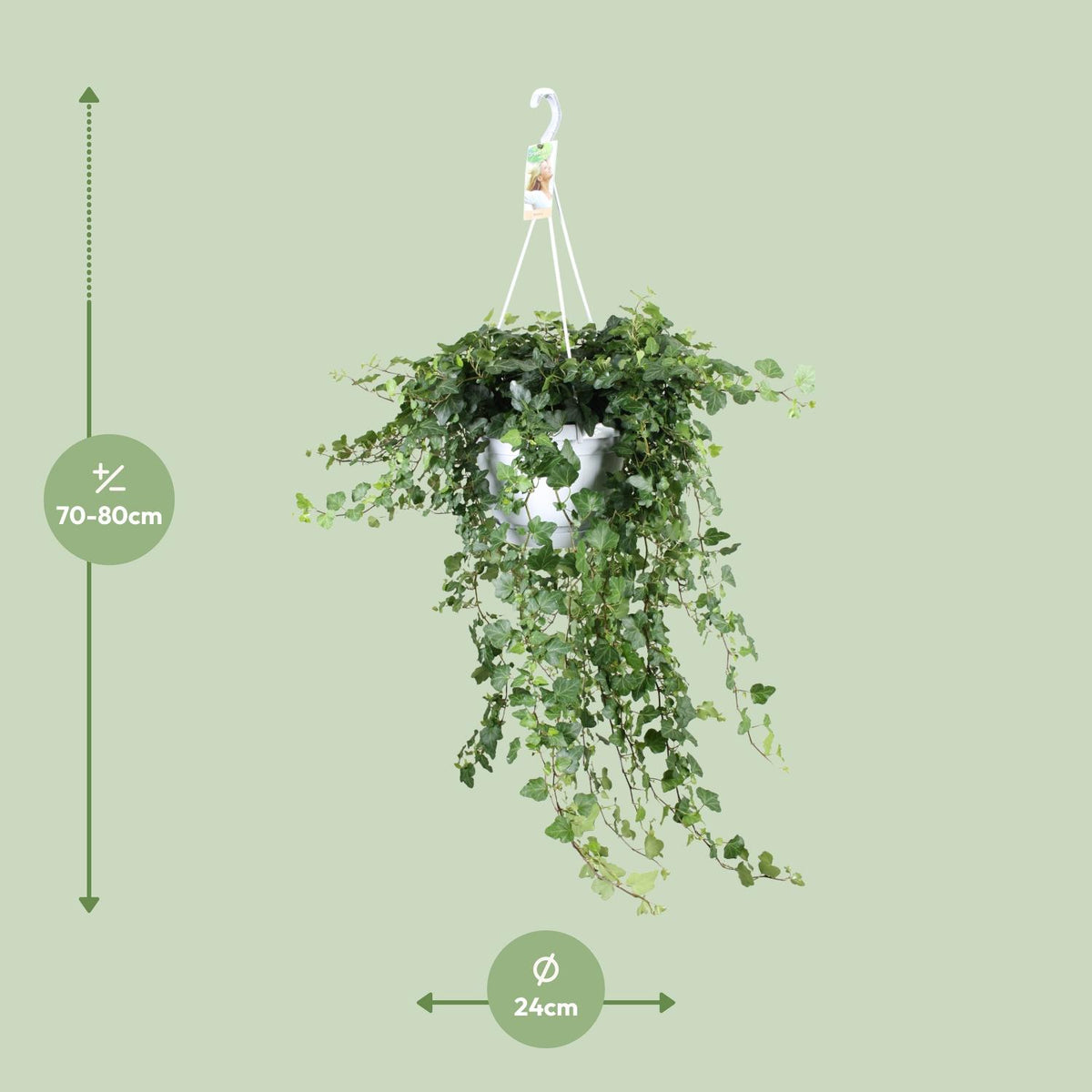Hedera Wonder Green (klimop) – Ø24 cm, 70 cm hoog – foto 2