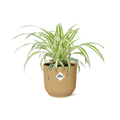 Chlorophytum comosum Variegatum in ELHO Vibes Fold 14cm geel (graslelie) – 10 cm hoog