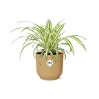 Chlorophytum comosum Variegatum in ELHO Vibes Fold 14cm geel (graslelie) – 10 cm hoog