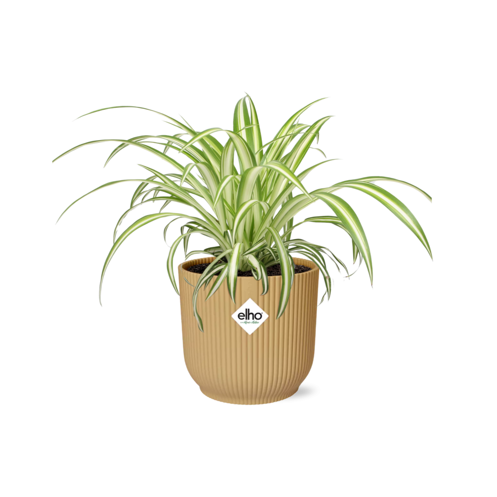 Chlorophytum comosum Variegatum dans ELHO Vibes Fold 14 cm jaune (plante-araignée) – 10 cm de haut