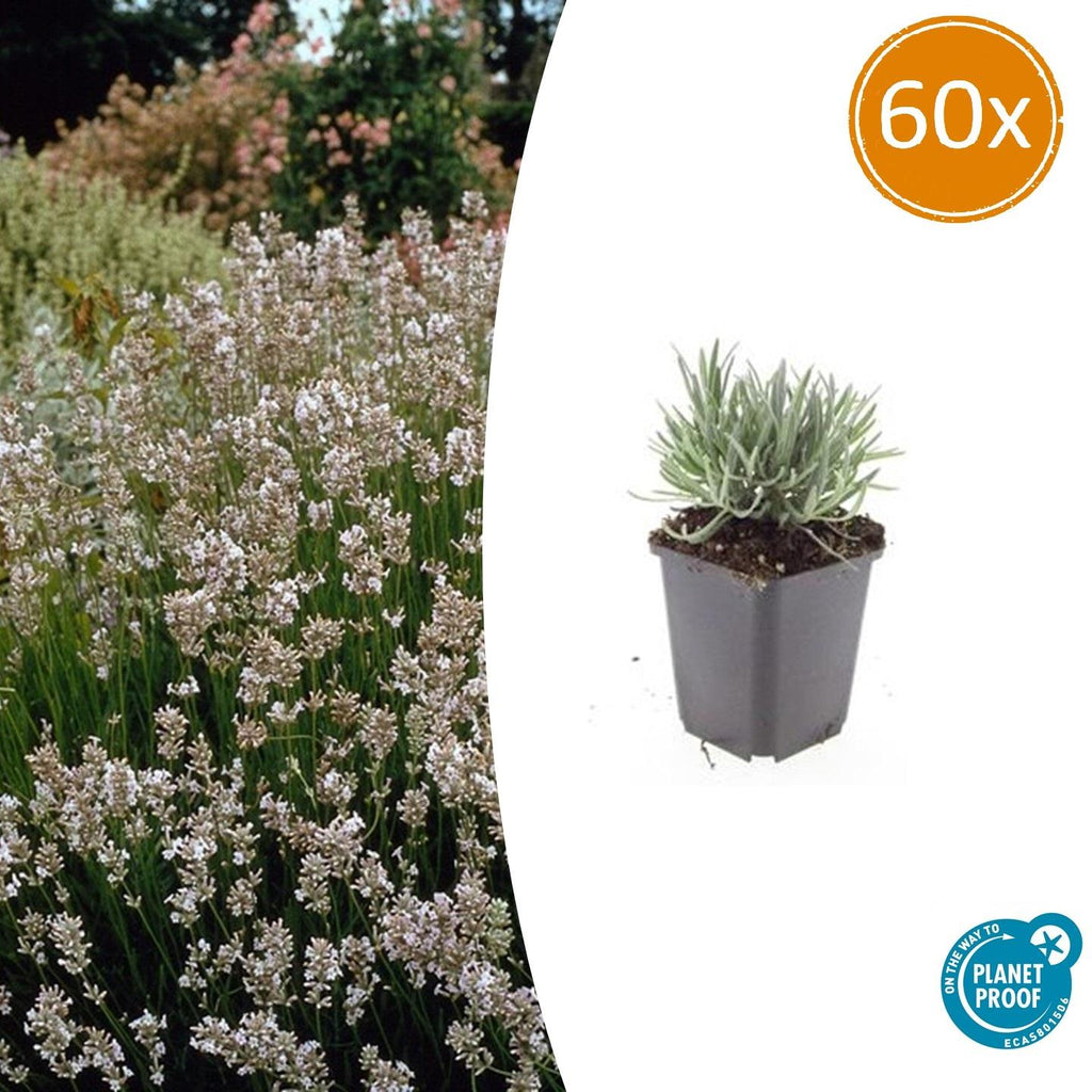 Lavandula int. 'Edelweiss' (lavender) – 60 plants, Ø9 cm, 10–25 cm high – photo 2