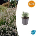 Lavandula int. 'Edelweiss' (lavender) – 60 plants, Ø9 cm, 10–25 cm high
