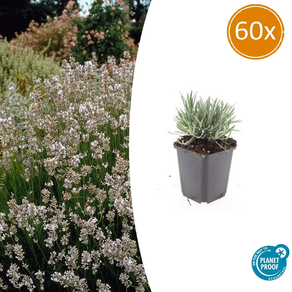 Lavandula int. 'Edelweiss' (lavendel) – 60 planten, Ø9 cm, 10–25 cm hoog