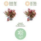 Leucothoe 'Colour Diamond' – bunt – 2 Pflanzen, Ø 17 cm, 45 cm hoch