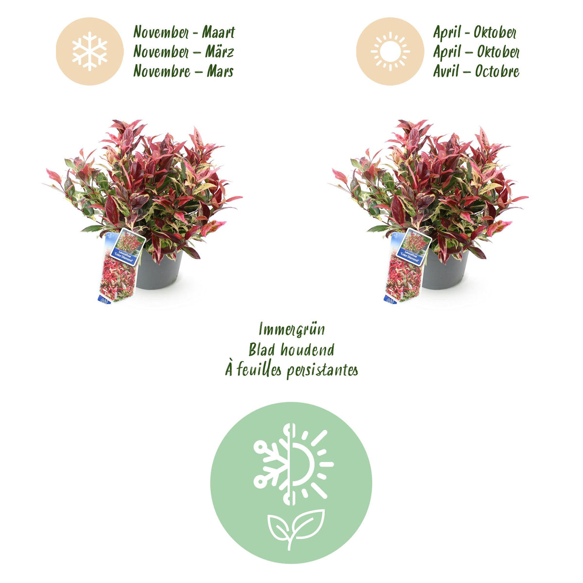Leucothoe 'Colour Diamond' – bunt – 2 Pflanzen, Ø 17 cm, 45 cm hoch – Bild 9
