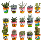 15× Mélange de cactus et plantes grasses (Cactaceae) – Ø6 cm, 13 cm de haut