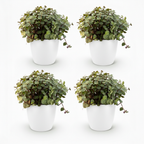 4× Callisia repens in Potter-sierpot wit – Ø12 cm, 17–20 cm hoog