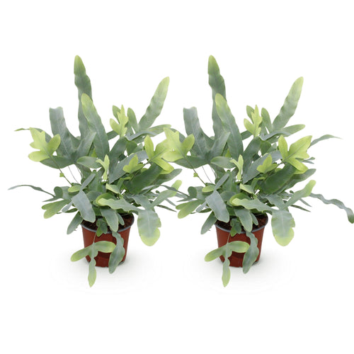 2× Phlebodium aureum Blue Star (blauwvaren) – Ø12 cm, 25–30 cm hoog