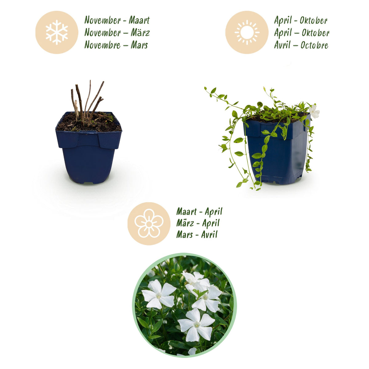Vinca minor alba (pervenche) – blanc – 6 plantes, Ø11 cm, 15–25 cm de haut – photo 4