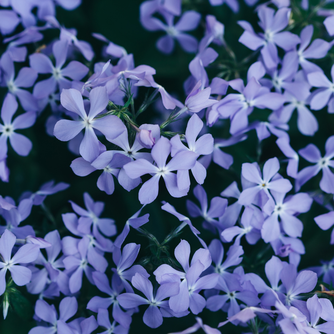 Phlox 'Emerald Cushion Blue-' (Leuchterblume) – 6 Pflanzen, Ø9 cm, 10–25 cm hoch – Bild 7