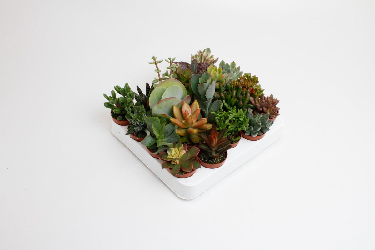 20× Sukkulenter – Ø6 cm, 10 cm høje