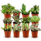 12× Vetplanten – Ø6 cm, 5–10 cm hoog
