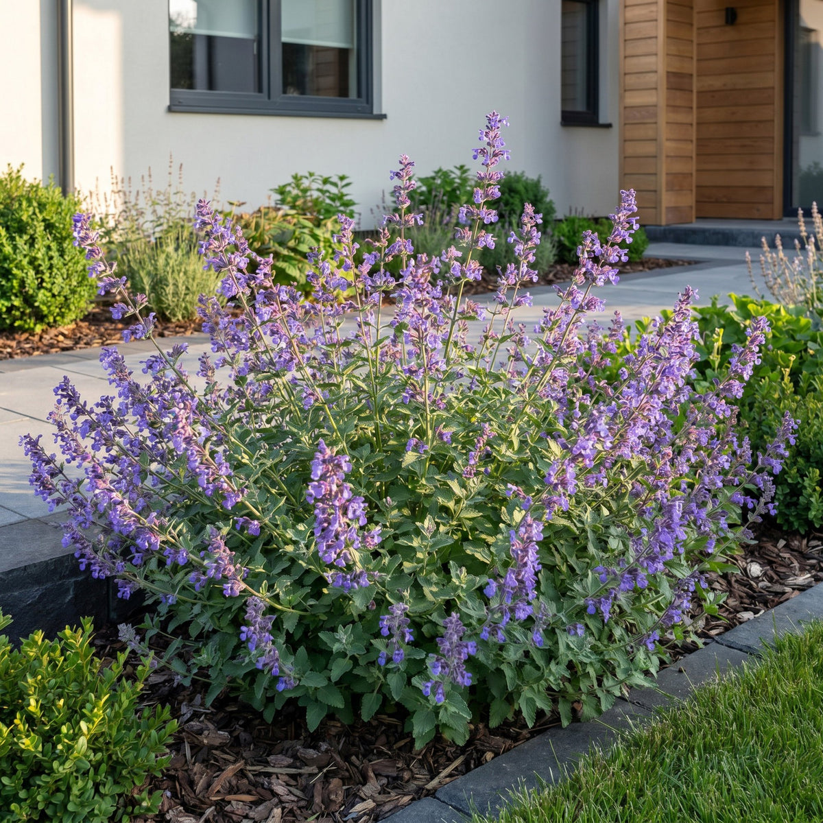 Nepeta faassenii 'Six Hills Giant' (catmint) – purple – 12 plants, Ø11 cm, 15–25 cm high – photo 6