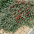 Cotoneaster dam. 'Major' (dwarf cotoneaster) – 60 plants, Ø9 cm, 25 cm high
