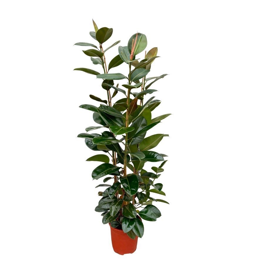 Ficus elastica Robusta struik (rubberplant) – Ø35 cm, 190 cm hoog