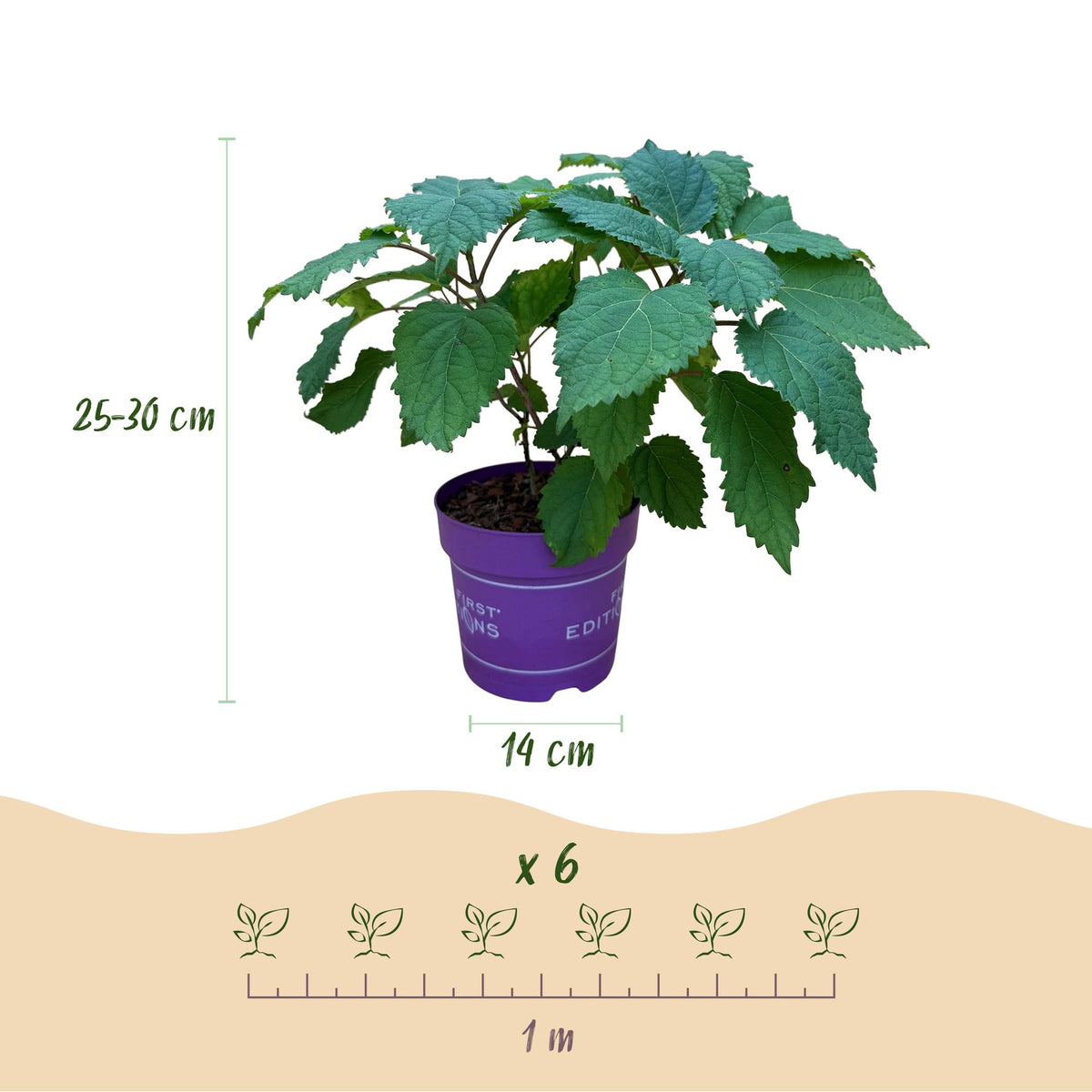 Hydrangea arborescens 'FlowerWOW' (Rispenhortensie) – weiß – Ø 14 cm, 20–30 cm hoch – Bild 3