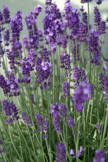 Lavandula angustifolia 'Dwarf Blue' (Lavendel) – 24 Pflanzen, Ø 9 cm, 10–25 cm hoch – Bild 6