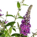 Buddleja davidii 'Purple' (Fliederblume) – Ø 19 cm, 40–50 cm hoch