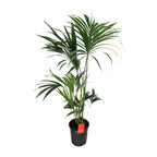 Howea forsteriana (Kentia-Palme) – Ø 24 cm, 130 cm hoch
