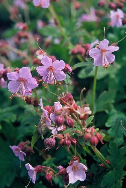 Geranium macrorrhizum 'Ingwersen’s Var.' (cranesbill) – 12 plants, Ø9 cm, 10–25 cm high – photo 6