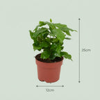 4× Coffea arabica (koffieplant) – Ø12 cm, 25 cm hoog