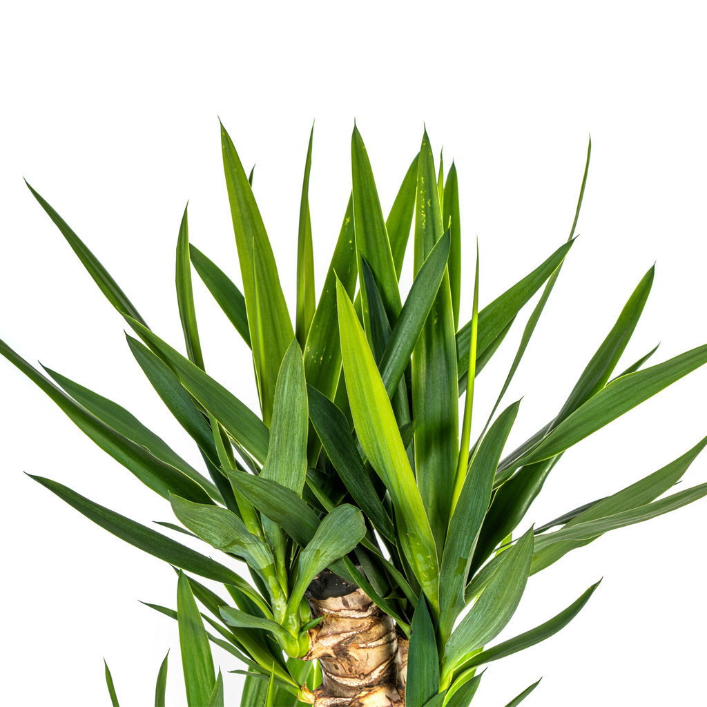 Yucca elephantipes – Ø 24 cm, 120–140 cm hoch
