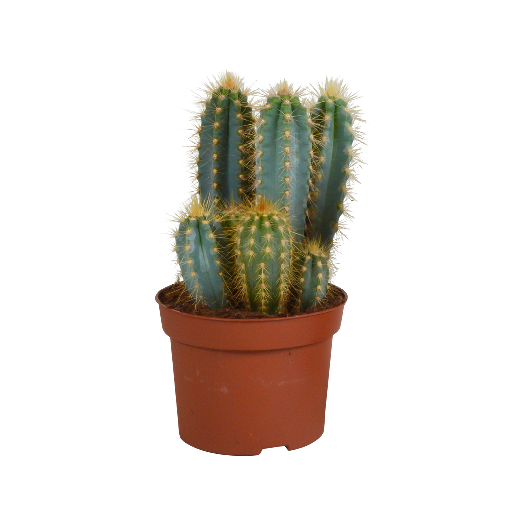 Pilosocereus azureus (Cactaceae) – Ø12 cm, 12 cm hoog