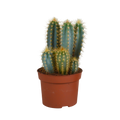 Pilosocereus azureus (Cactaceae) – Ø12 cm, 12 cm hoog