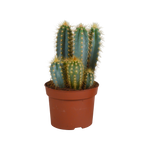 Pilosocereus azureus (Cactaceae) – Ø12 cm, 12 cm hoog