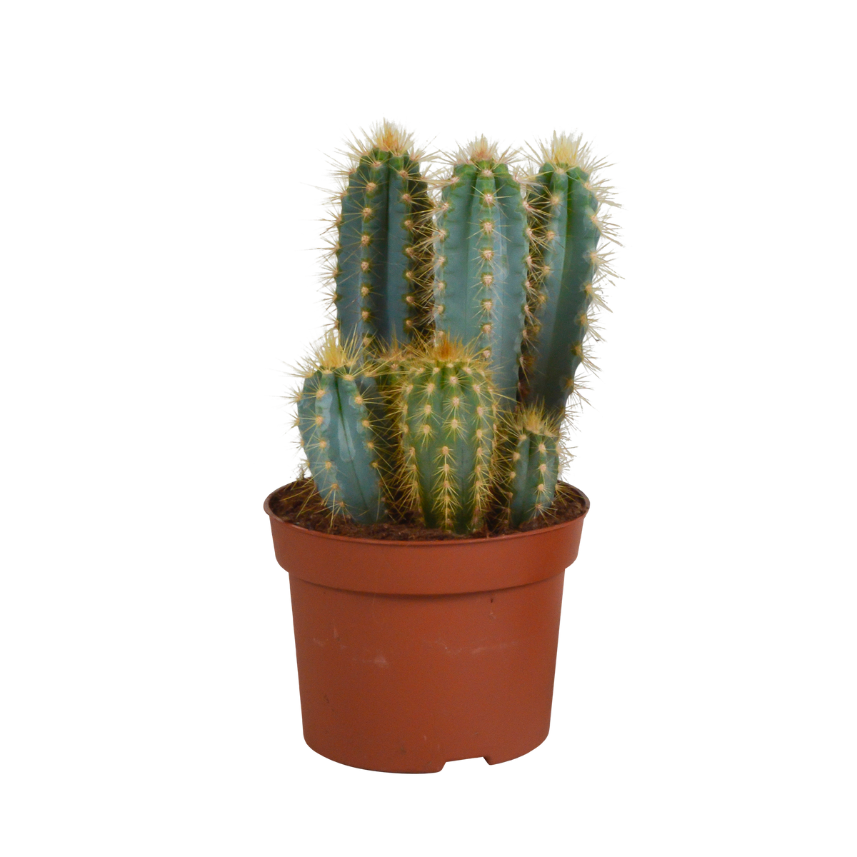 Pilosocereus azureus (Cactaceae) – Ø12 cm, 12 cm hoog