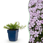 Phlox 'Benita' (Leuchting) – blau – 24 Pflanzen, Ø11 cm, 15–25 cm hoch