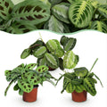 3× Maranta Silverband, Marantha Lemon Lime Marantha Kerchoveana (prayer plant) – Ø12 cm, 25 cm high