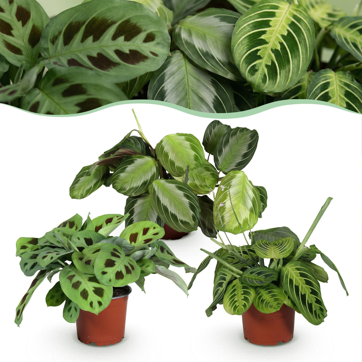 3× Maranta Silverband, Marantha Lemon Lime Marantha Kerchoveana (plante prieuse) – Ø12 cm, 25 cm de haut
