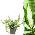 Pteris cretica Albolineata (fougère Pteris) en pot décoratif Potter gris – Ø12 cm, 20 cm de haut