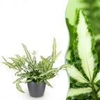 Pteris cretica Albolineata (fougère Pteris) en pot décoratif Potter gris – Ø12 cm, 20 cm de haut