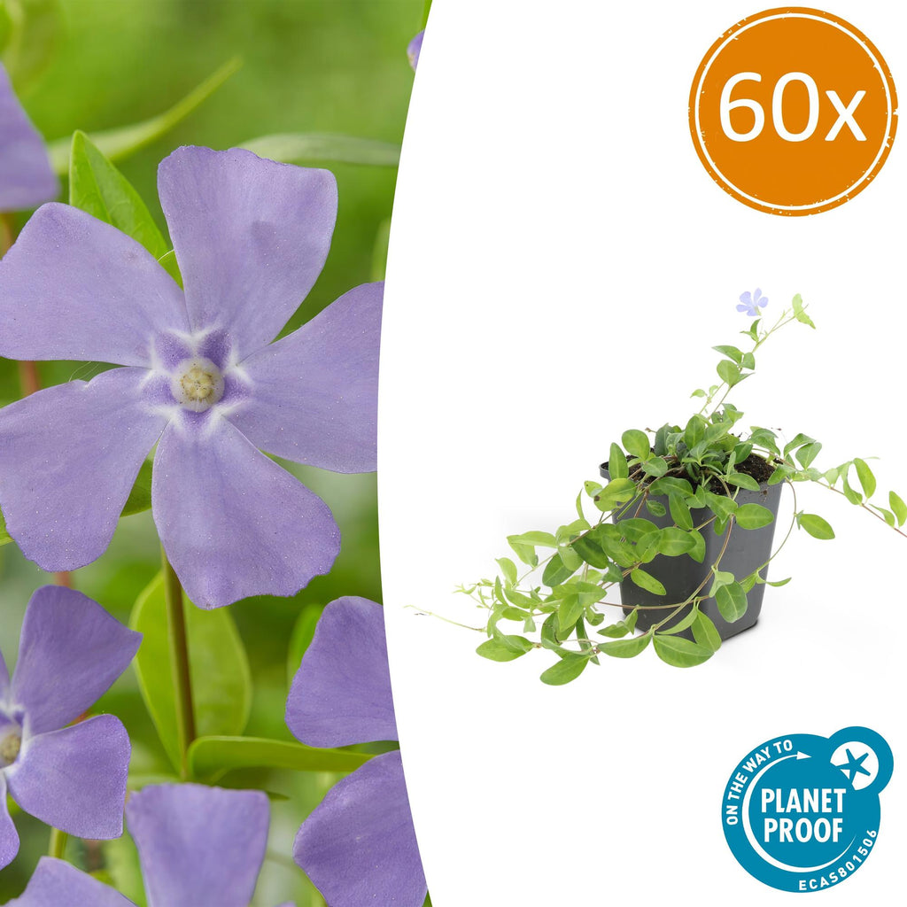 Vinca minor (Gewöhnlicher Immergrün) – 60 Pflanzen, Ø9 cm, 10–25 cm hoch