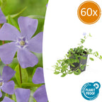 Vinca minor (Gewöhnlicher Immergrün) – 60 Pflanzen, Ø9 cm, 10–25 cm hoch