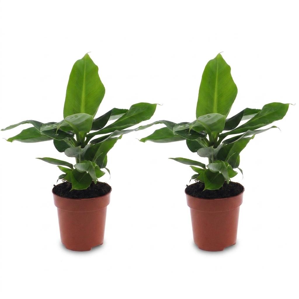 2× Musa Oriental Dwarf (bananplante) – Ø12 cm, 30 cm høj