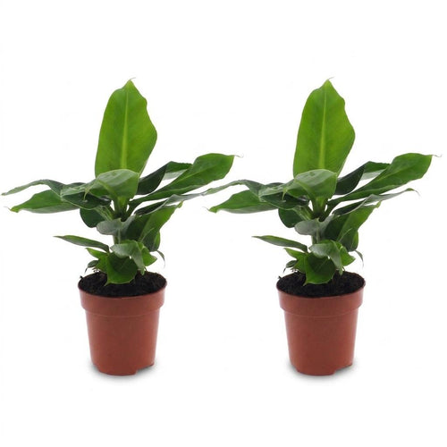 2× Musa Oriental Dwarf (bananenplant) – Ø12 cm, 30 cm hoog