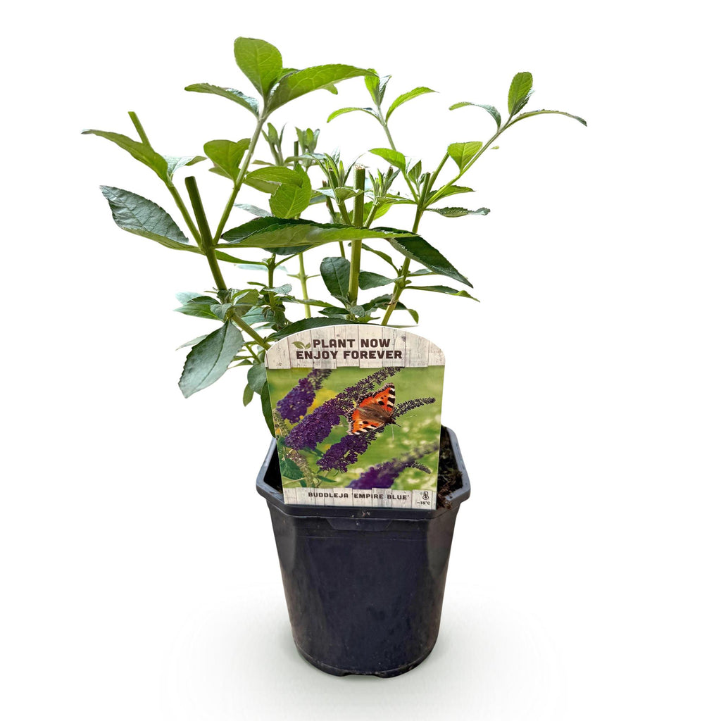 Buddleja davidii 'Empire Blue' (vlinderstruik) – blauw – Ø17 cm, 45 cm hoog