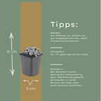 Anaphalis triplinervis (edelweiss de Sibérie) – 48 plantes, Ø9 cm, 10–25 cm de haut