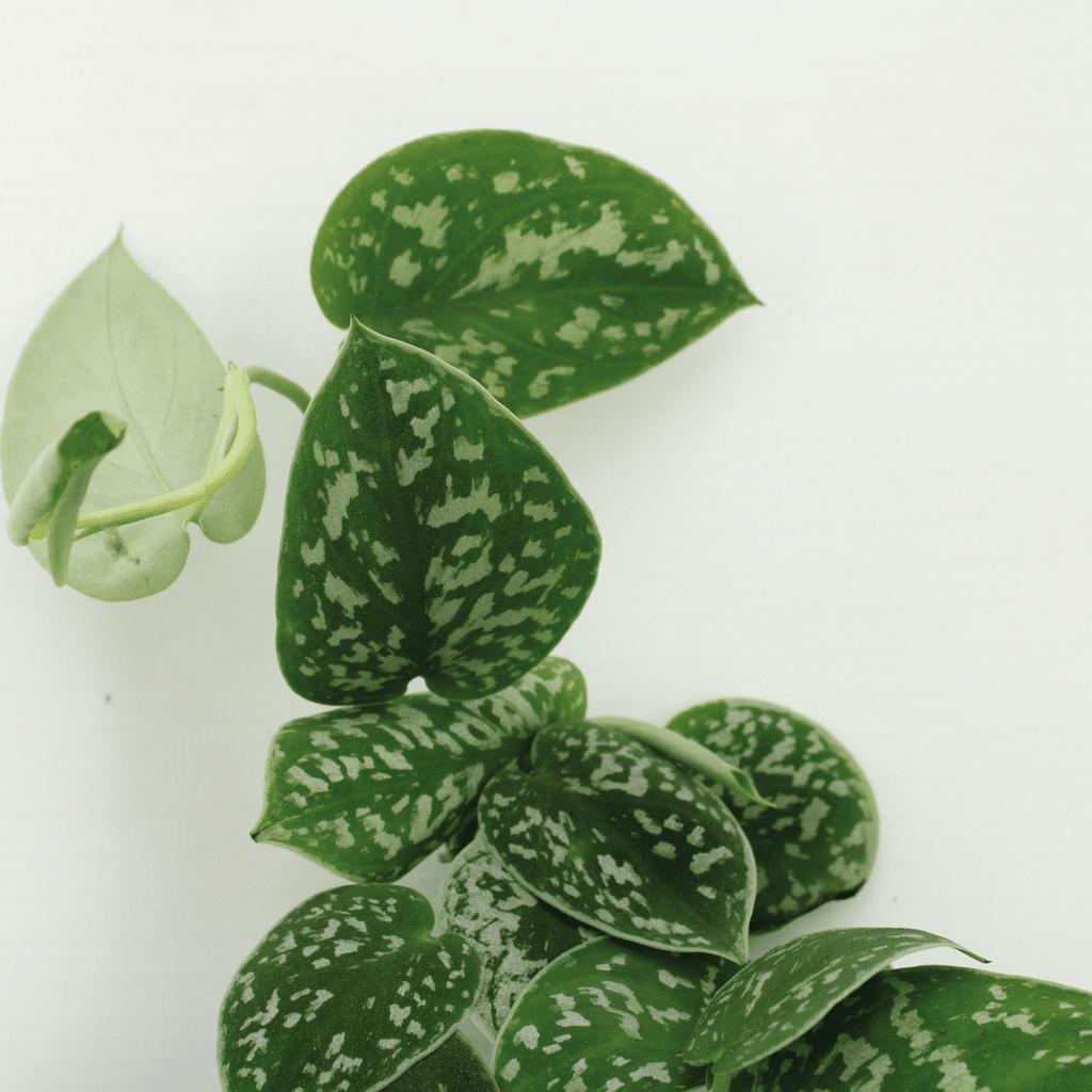 2× Scindapsus pictus (Epipremnum) – Ø15 cm, 20 cm høj