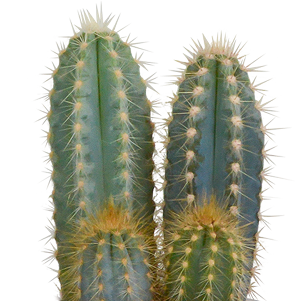 Kaktusmix (Cactaceae) i terrakottakrukke – Ø9 cm, 18 cm høj