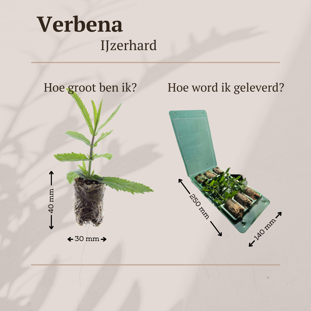 Verbena (Echter Eisenkraut) – Bild 2
