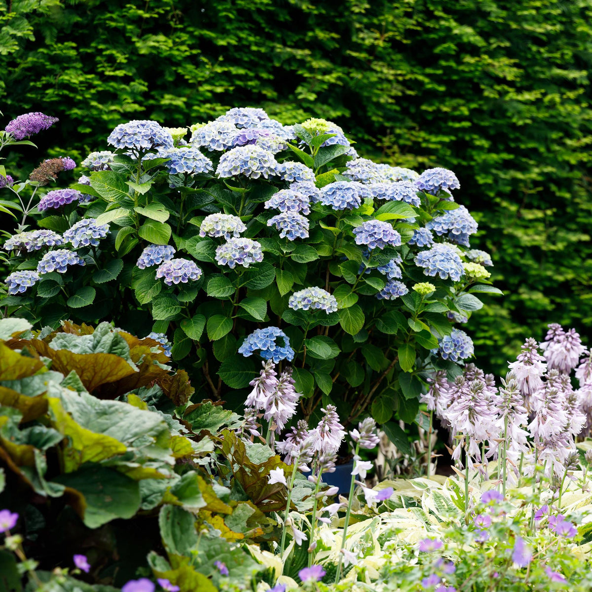 Hydrangea 'Magical Revolution Blue' (hortensia) – blauw – 2 planten, Ø23 cm, 55 cm hoog