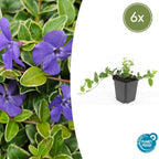 Vinca minor 'Ralph Shugert' (Gewöhnlicher Immergrün) – 6 Pflanzen, Ø9 cm, 10–25 cm hoch